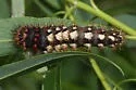 Long-winged Dagger Moth - Hodges#9264 - photo 2