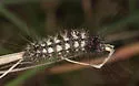 Long-winged Dagger Moth - Hodges#9264 - photo 3