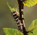Long-winged Dagger Moth - Hodges#9264 - photo 4