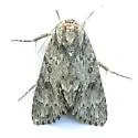 Long-winged Dagger Moth - Hodges#9264 - photo 5