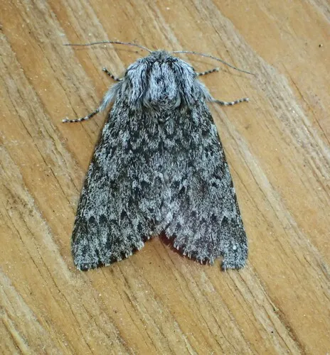 Acronicta lupini - Hodges#9275 - Acronicta lupini