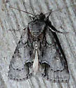 Acronicta mansueta - Hodges#9218 - photo 3