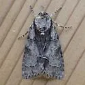 Acronicta mansueta - Hodges#9218 - photo 4