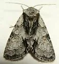 Acronicta mansueta - Hodges#9218 - photo 5