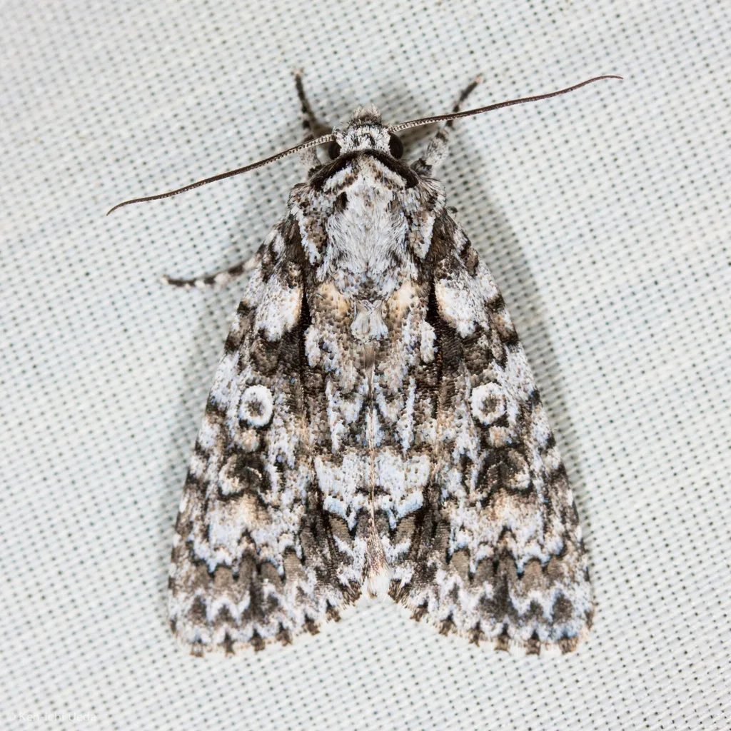 Marble Dagger Moth - Hodges#9256 - photo 2