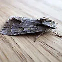 Ochre Dagger Moth - Hodges#9236 - photo 3
