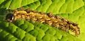 Ochre Dagger Moth - Hodges#9236 - photo 4