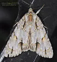 Ochre Dagger Moth - Hodges#9236 - photo 5