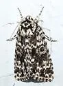 Night-wandering Dagger Moth - Hodges#9259 - Acronicta noctivaga