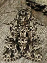 Night-wandering Dagger Moth - Hodges#9259 - photo 2