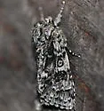 Night-wandering Dagger Moth - Hodges#9259 - photo 3