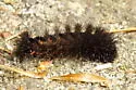 Night-wandering Dagger Moth - Hodges#9259 - photo 4