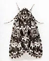 Night-wandering Dagger Moth - Hodges#9259 - photo 5