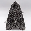 Acronicta nr. othello - Hodges#9270.89