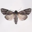 Acronicta nr. othello - Hodges#9270.89 - photo 2