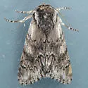 Acronicta othello - Hodges#9270 - photo 2
