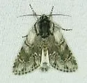Acronicta othello - Hodges#9270 - photo 4