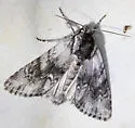 Acronicta othello - Hodges#9270 - photo 5
