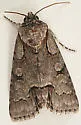Acronicta parallela - Hodges# 9215 - photo 2
