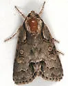 Acronicta parallela - Hodges# 9215 - photo 4