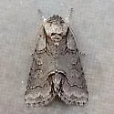 Acronicta parallela - Hodges# 9215 - photo 5