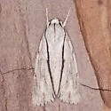 Acronicta perblanda - Hodges#9238.1