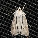 Acronicta perblanda - Hodges#9238.1 - photo 2