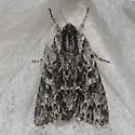 Pacific Dagger - Hodges#9268 - photo 3