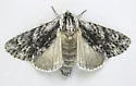 Pacific Dagger - Hodges#9268 - photo 4