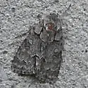 Radcliffe's Dagger Moth - Hodges#9209 - Acronicta radcliffei
