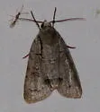 Radcliffe's Dagger Moth - Hodges#9209 - photo 2