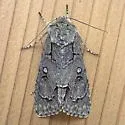 Radcliffe's Dagger Moth - Hodges#9209 - photo 4