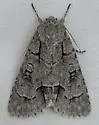 Radcliffe's Dagger Moth - Hodges#9209 - photo 5