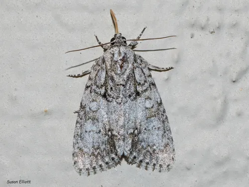 Retarded Dagger Moth - Hodges#9251 - Acronicta retardata