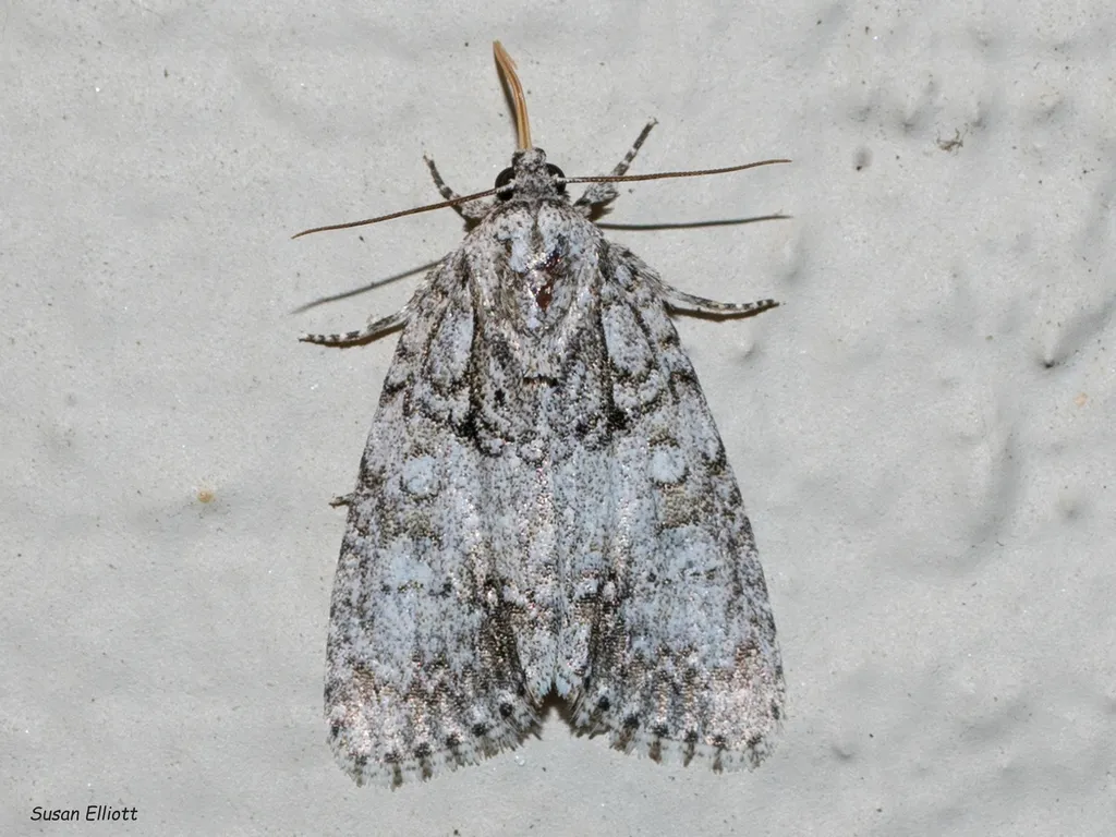 Retarded Dagger Moth - Hodges#9251 - photo 2