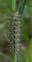 Acronicta sinescripta - Hodges#9272.1 - photo 3