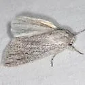 Acronicta sinescripta - Hodges#9272.1 - photo 4