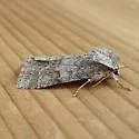 Hopeful Dagger Moth - Hodges#9258 - photo 2