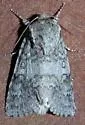 Hopeful Dagger Moth - Hodges#9258 - photo 3