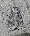 Hopeful Dagger Moth - Hodges#9258 - photo 4
