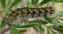 Acronicta spinea - Hodges#9276