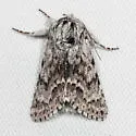 Acronicta spinea - Hodges#9276 - photo 2