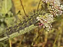 Acronicta spinea - Hodges#9276 - photo 4