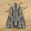 Acronicta strigulata - Hodges#9231