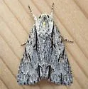 Acronicta strigulata - Hodges#9231 - photo 2