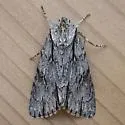 Acronicta strigulata - Hodges#9231 - photo 3