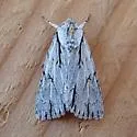 Acronicta strigulata - Hodges#9231 - photo 4
