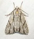Acronicta thoracica - Hodges#9230