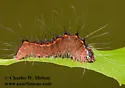 Acronicta thoracica - Hodges#9230 - photo 3