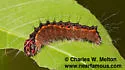 Acronicta thoracica - Hodges#9230 - photo 4